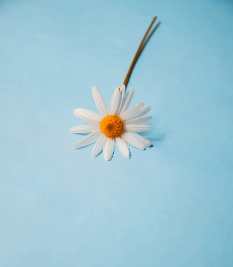 A white daisy on a soft blue background, made with AI image generation